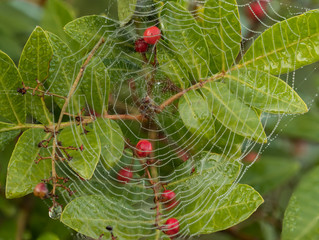 Web and Berries