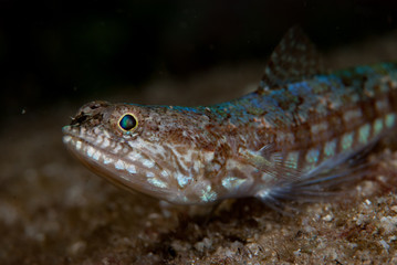 Reef lizardfish Synodus variegatus
