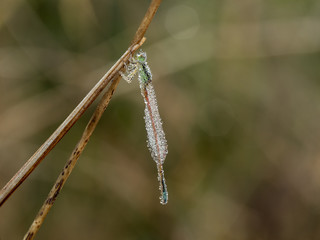 Damselfly Roost