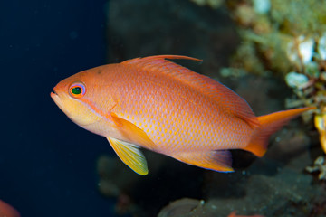 Squarespot Anthias Pseudanthias pleurotaenia