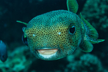 Porcupinefish Diodon hystrix