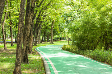 Green concrete road for bicycles and trees. In a public park.