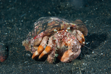 Hermit crab Indonesia
