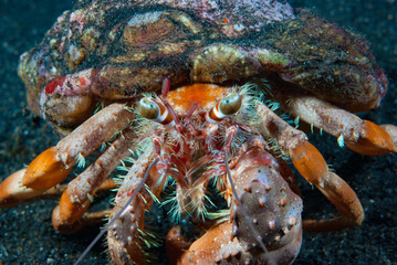 Hermit crab Indonesia