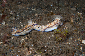 Rysbecia tryioni Nudibranch