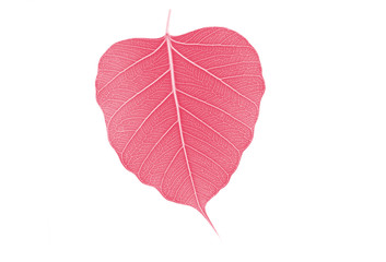 Sacred fig leaf (Ficus religiosa L. , Pipal Tree, Bohhi Tree, Bo Tree, Peepul )  on white background,processed in red tone.