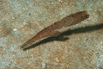 Obraz na płótnie Canvas Robust ghost pipefish Solenostomus cyanopterus