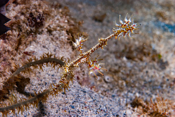 Ornate ghost pipefish Solenostomus paradoxus