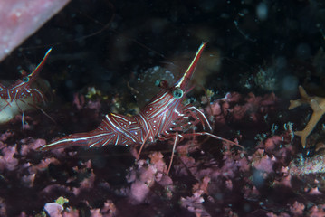 Durban hinge-beak shrimp Rhynchocinetes durbanensis
