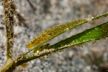 Split-tongue cling-goby Pleurosycia bilobata