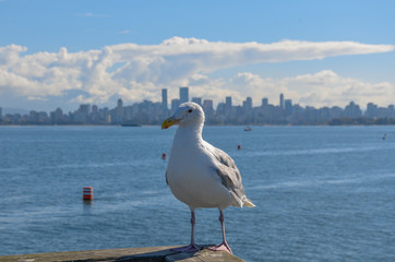  Vancouver, BC Skyline Hungry Seagull Amazing Background Canada