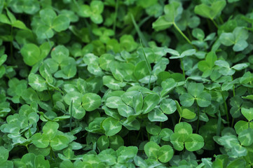 Spring crops of a young clover