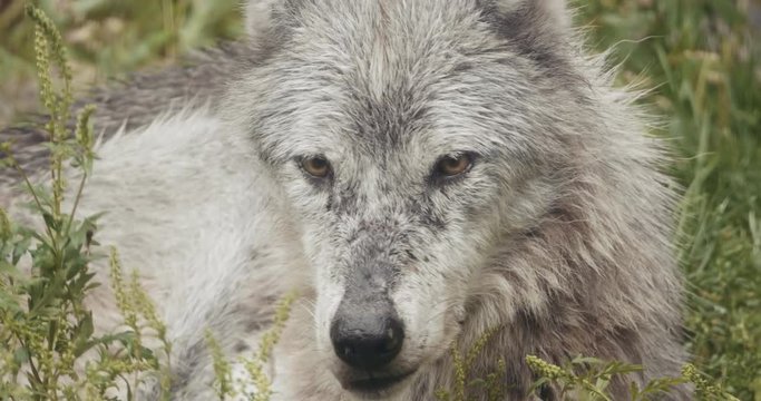4K Cinematic Pack of Wild Wolves. Shot at a wildlife reserve on Leica Cinema lenses.