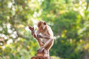 Monkeys checking for fleas and ticks on concrete fence in the park