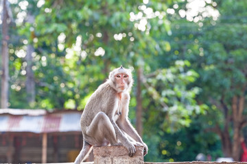 Portrait of young monkey be inattentive  and sitting at the concrete fence