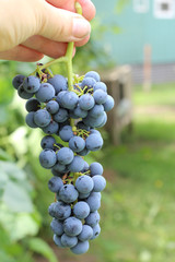 Hand Holding Cluster of Grapes