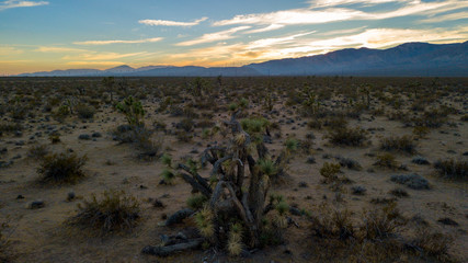 Joshua Tree, Yucca, Mojave Desert California, desert, california