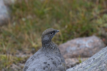 female ptarmigan (Lagopus muta) during late august amidst the scree in the cairngorms national parl, scotland.
