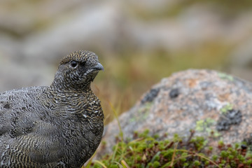 female ptarmigan (Lagopus muta) during late august amidst the scree in the cairngorms national parl, scotland.