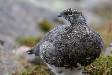 female ptarmigan (Lagopus muta) during late august amidst the scree in the cairngorms national parl, scotland.