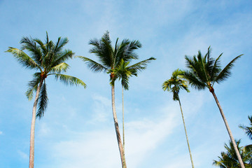 Fototapeta premium Tropical palm tree with blue sky on the beach and sea 