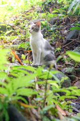 Cat pose portrait in forrest wild jungle