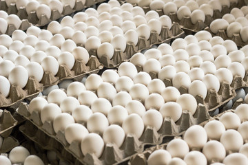 A lot of chicken eggs in the trays, sorting of chicken eggs, natural