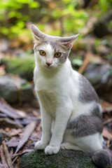 Cat pose portrait in forrest wild jungle