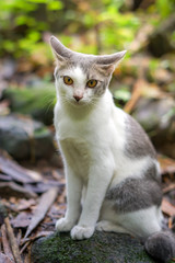 Cat pose portrait in forrest wild jungle