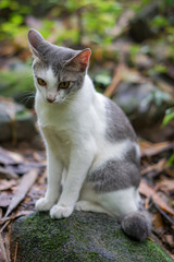 Naklejka na ściany i meble Cat pose portrait in forrest wild jungle
