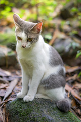 Cat pose portrait in forrest wild jungle