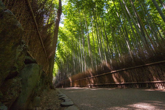 Arashiyama Sunrise