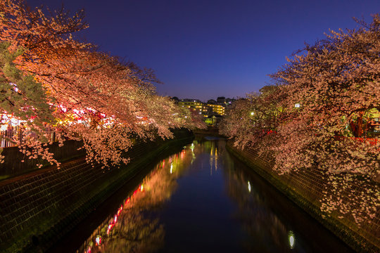 Sakura Lights