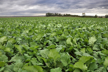 In the autumn field grows winter rape