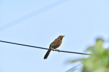 bird on wire