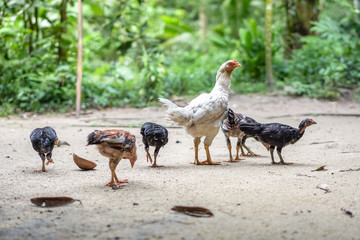Brood of chicken find food