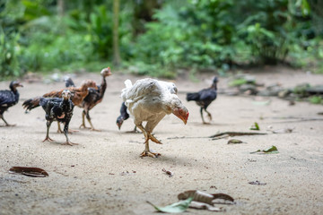 Brood of chicken find food
