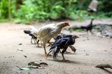Brood of chicken find food