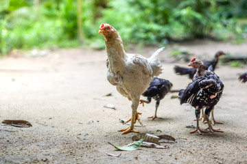 Brood of chicken find food