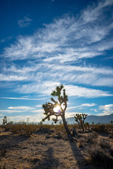 Naklejka na ściany i meble Joshua Tree, Yucca, Mojave Desert California, desert, california