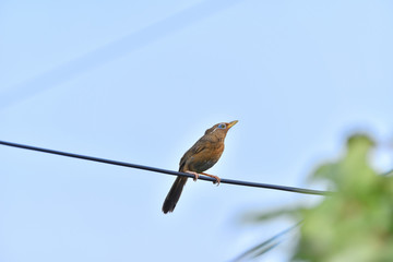bird on wire
