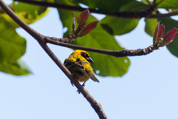 oiseau tisserand sur la branche