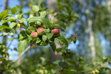 Apples on apple tree branch. Selective focus.