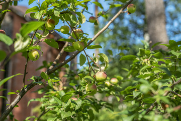 Apples on apple tree branch. Selective focus.