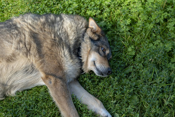 Obraz premium Dog lying on grass