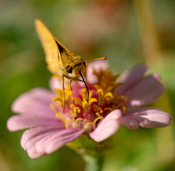 Moth, Zinnia, Flowers, Macro, Closeup, Insect