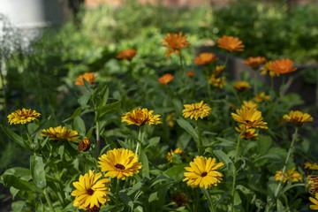 Panorama of orange and yellow garden flowers. 