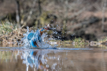 A low level action photograph of a kingfisher with a minnow. The image is taken at water level and shows the bird emerging from the water with plenty of water droplets and the fish in its beak
