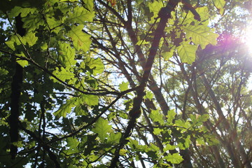 colorful sunlight through trees