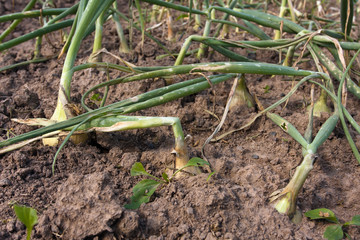 onion ready to harvesting